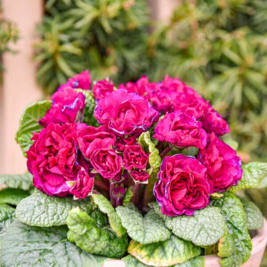 Primula vulgaris BELARINA® 'Berry Darling’ (Primrose)