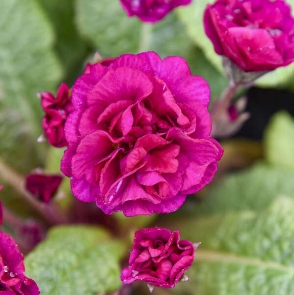 Primula vulgaris BELARINA® 'Berry Darling’ (Primrose)