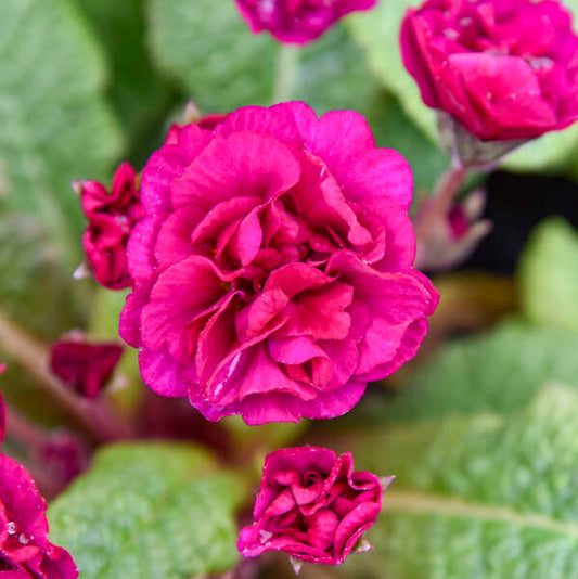 Primula vulgaris BELARINA® 'Berry Darling’ (Primrose)