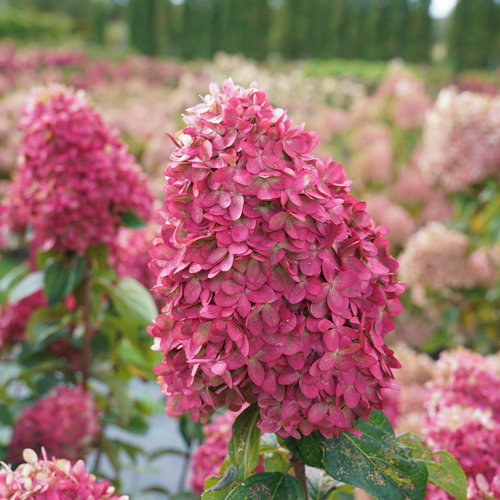 Hydrangea paniculata 'Limelight Prime'  - (Shrub)