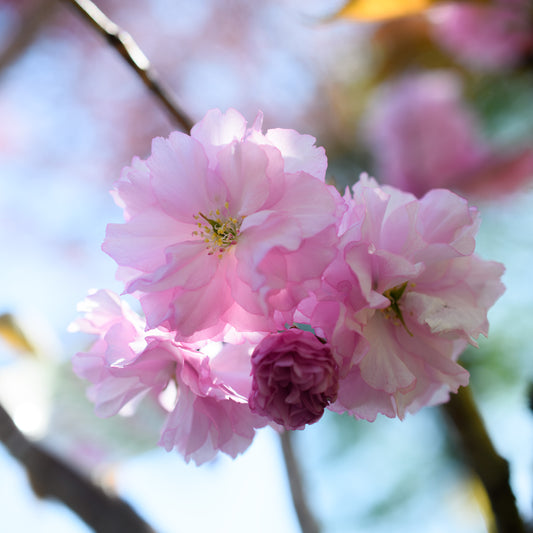 Prunus serrulata 'Kwansan' (Flowering Cherry)