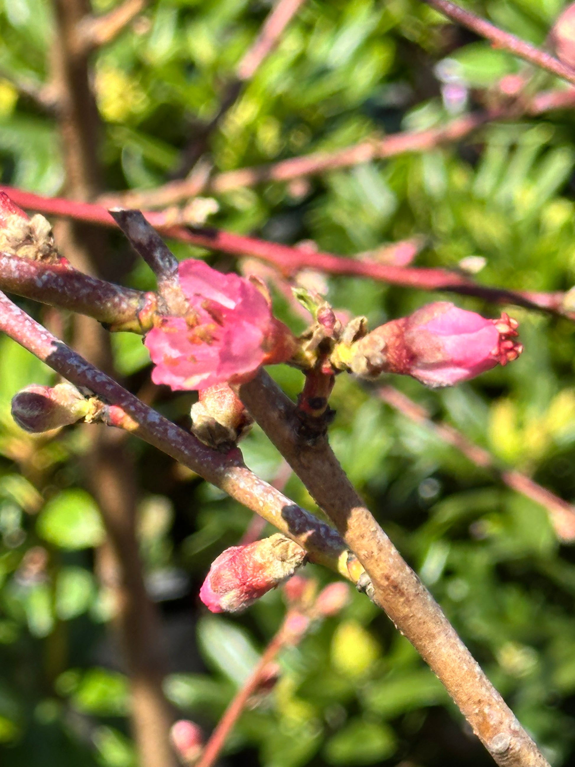 Close-up of pink flower buds on a branch with a blurred green background
