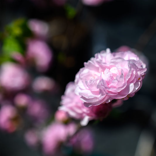 Prunus triloba (Double Flowering Plum)