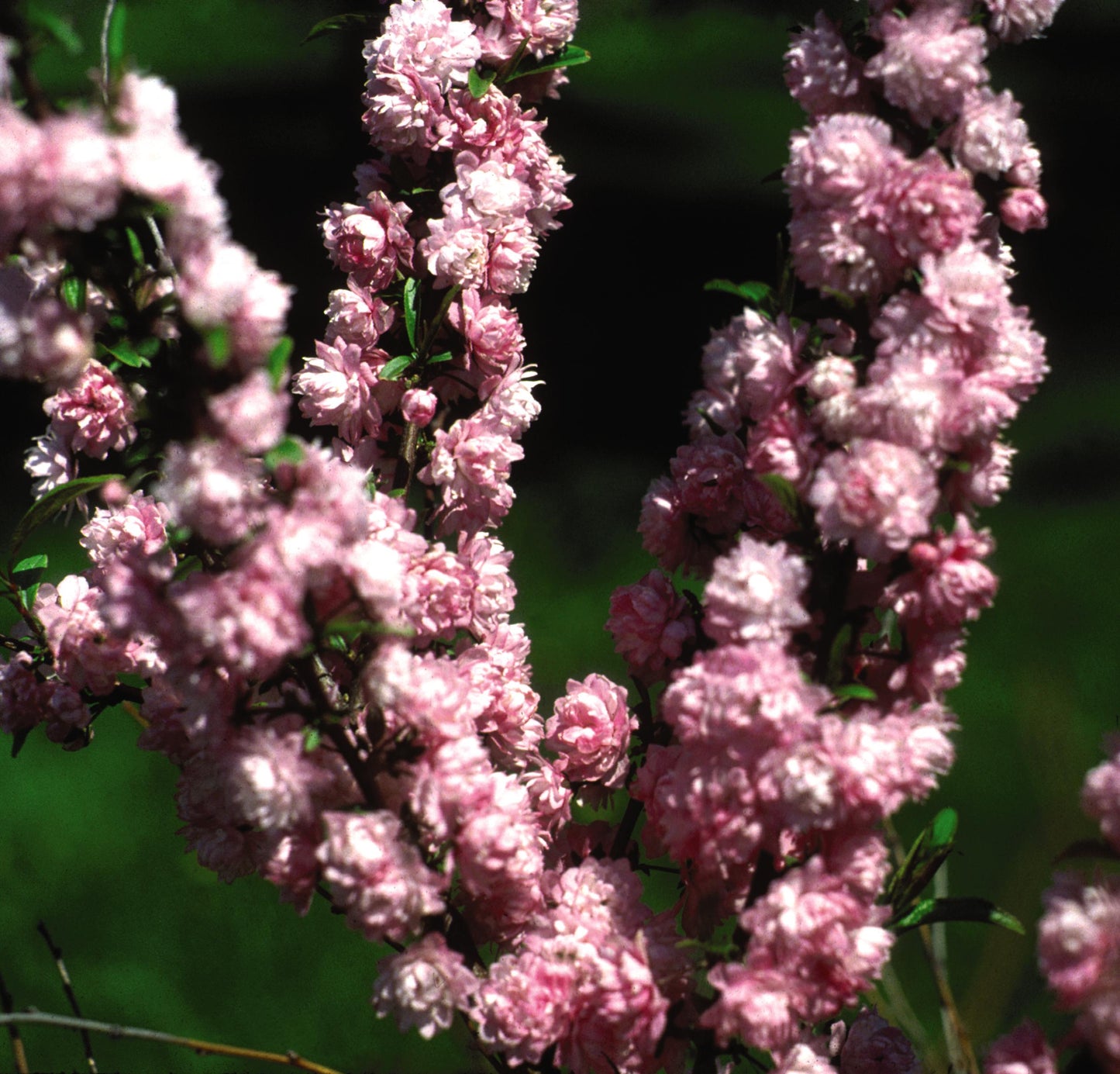 Prunus glandulosa  - Pink Almond