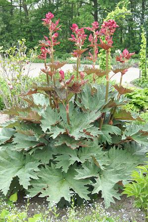 Rheum palmatum var. tanguticum (Ornamental Rhubarb)