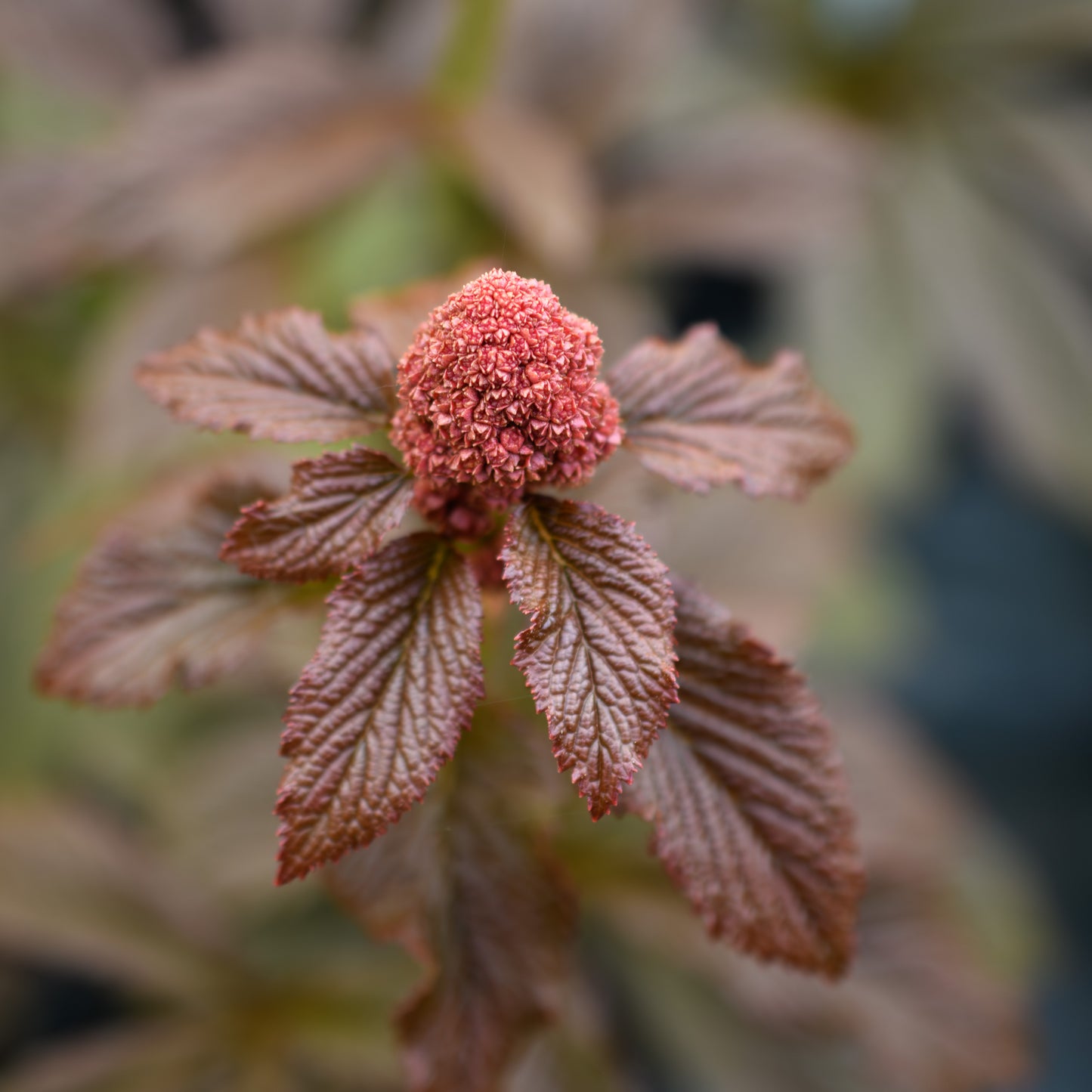 Rodgersia 'Bronze Peacock'