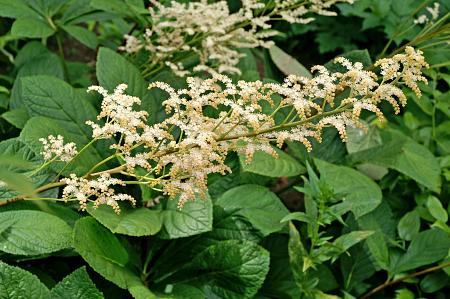 Rodgersia aesculifolia (Fingerleaf Rodgersia)