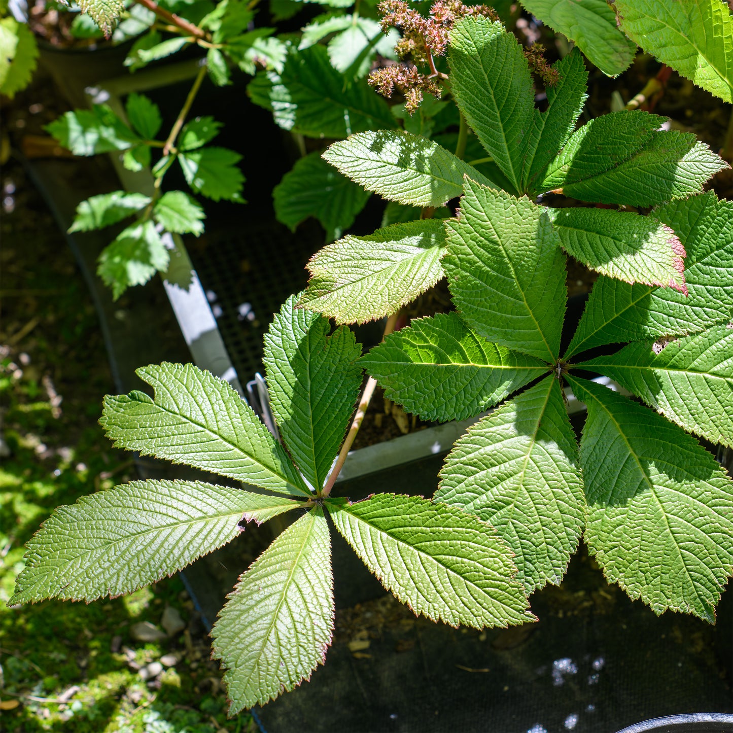 Rodgersia pinnata 'Die Schone'