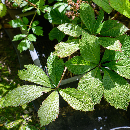 Rodgersia pinnata 'Die Schone'