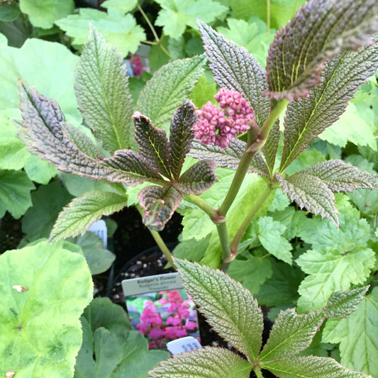 Rodgersia pinnata 'Firework'