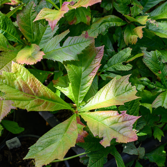 Rodgersia podophylla 'Braunlaub'