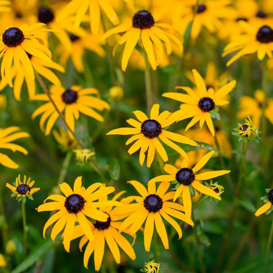 Rudbeckia fulgida 'GoldBlitz'  (Brown-Eyed Susan)