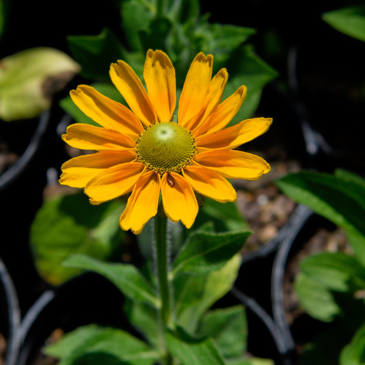 Rudbeckia hirta  'Amarillo Gold' (Black Eyed Susan)