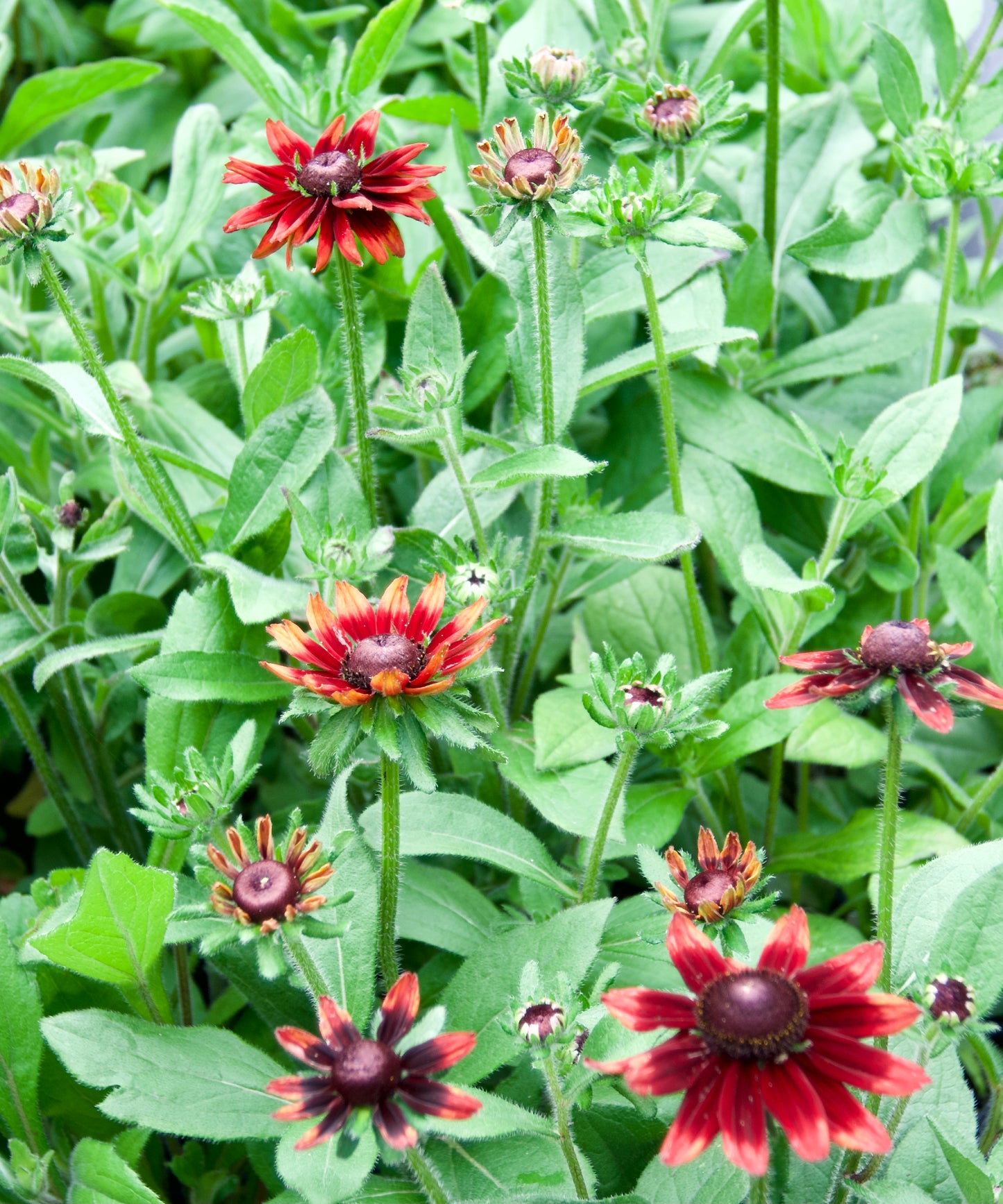 Rudbeckia hirta  'Cherry Brandy'