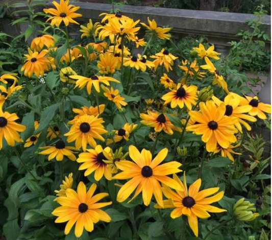 Rudbeckia hirta  'Indian Summer' (Brown-Eyed Susan)