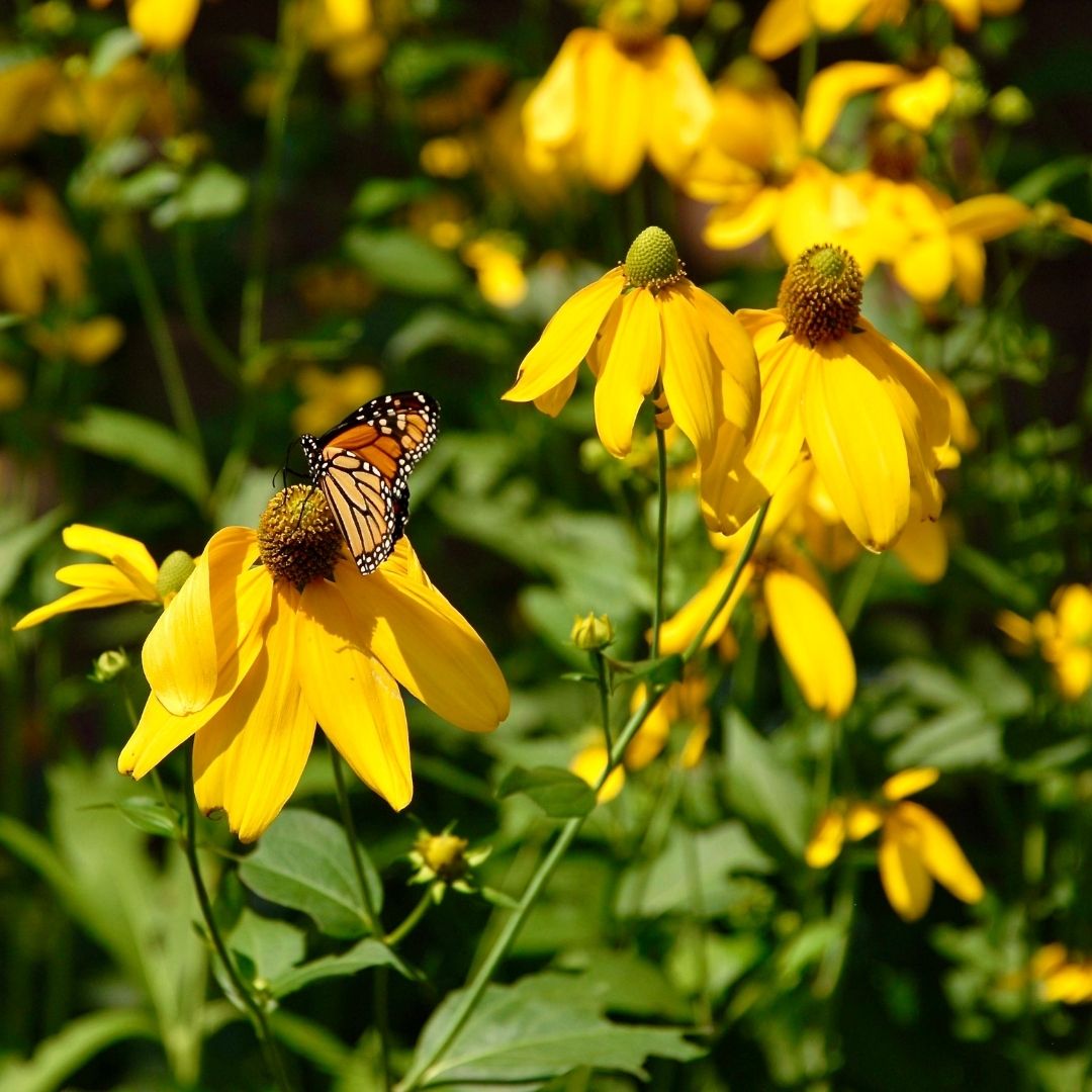 Fall Rudbeckia Rudbeckia laciniata 'Herbstonne' ('Autumn Sun')(Brown-eyed Susan ...