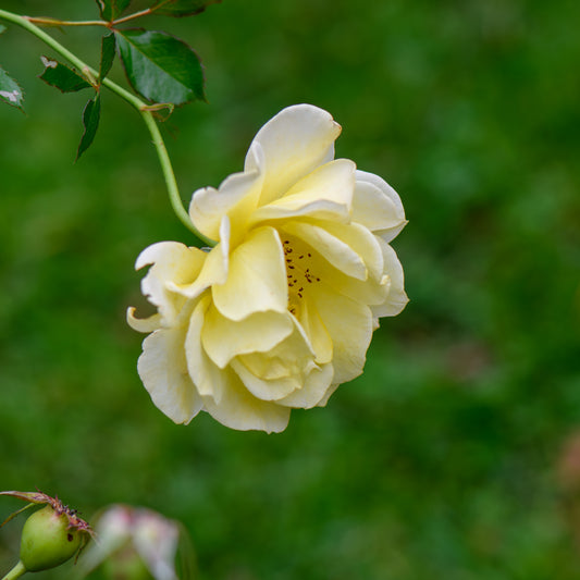 Rosa 'Yellow Submarine' (Rose)