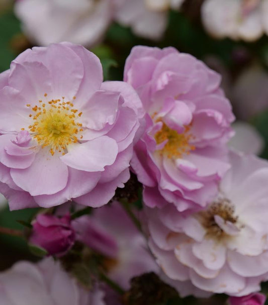 Rosa x Rise Up Lilac Days™