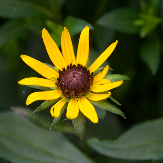 Rudbeckia fulgida 'Little Goldstar'