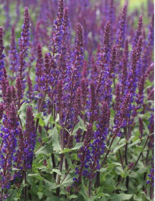 Salvia nemorosa 'Caradonna'