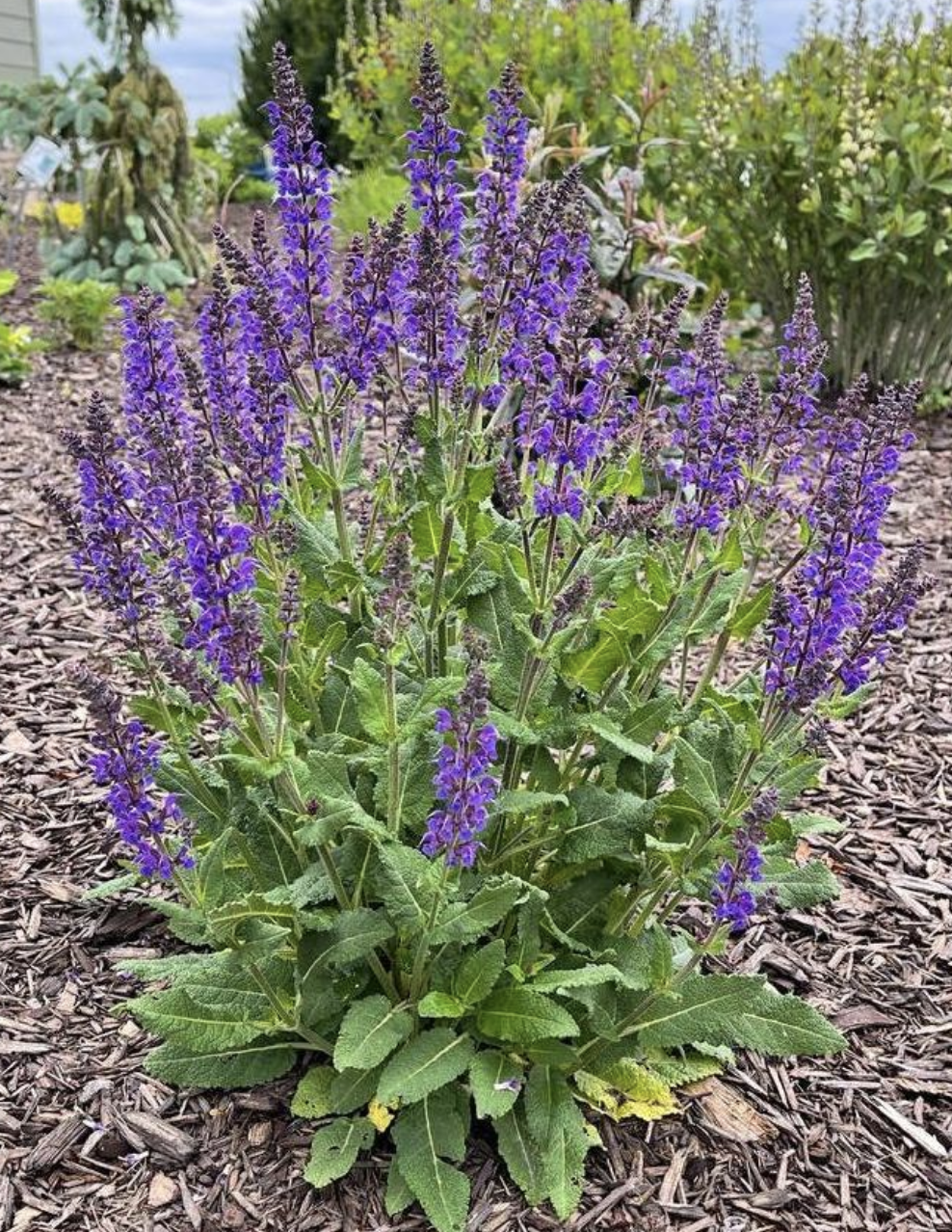 Salvia x sylvestris 'May Night'