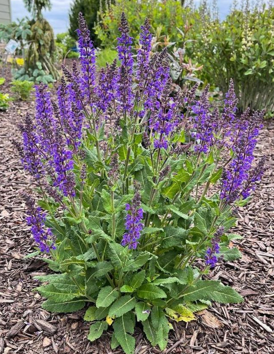Salvia x sylvestris 'May Night'