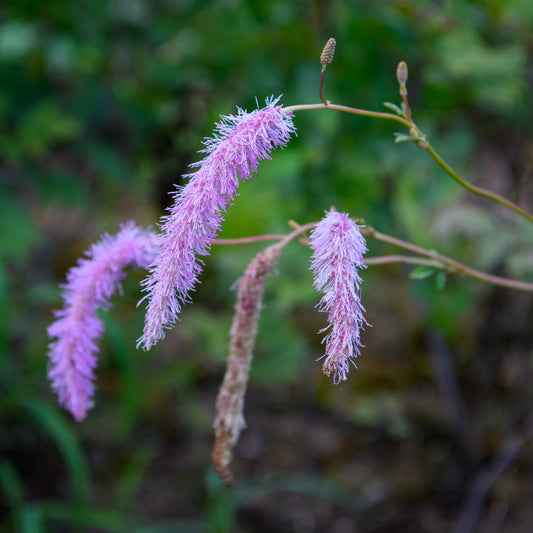 Sanguisorba hakusanensis 'Lilac Squirrel'