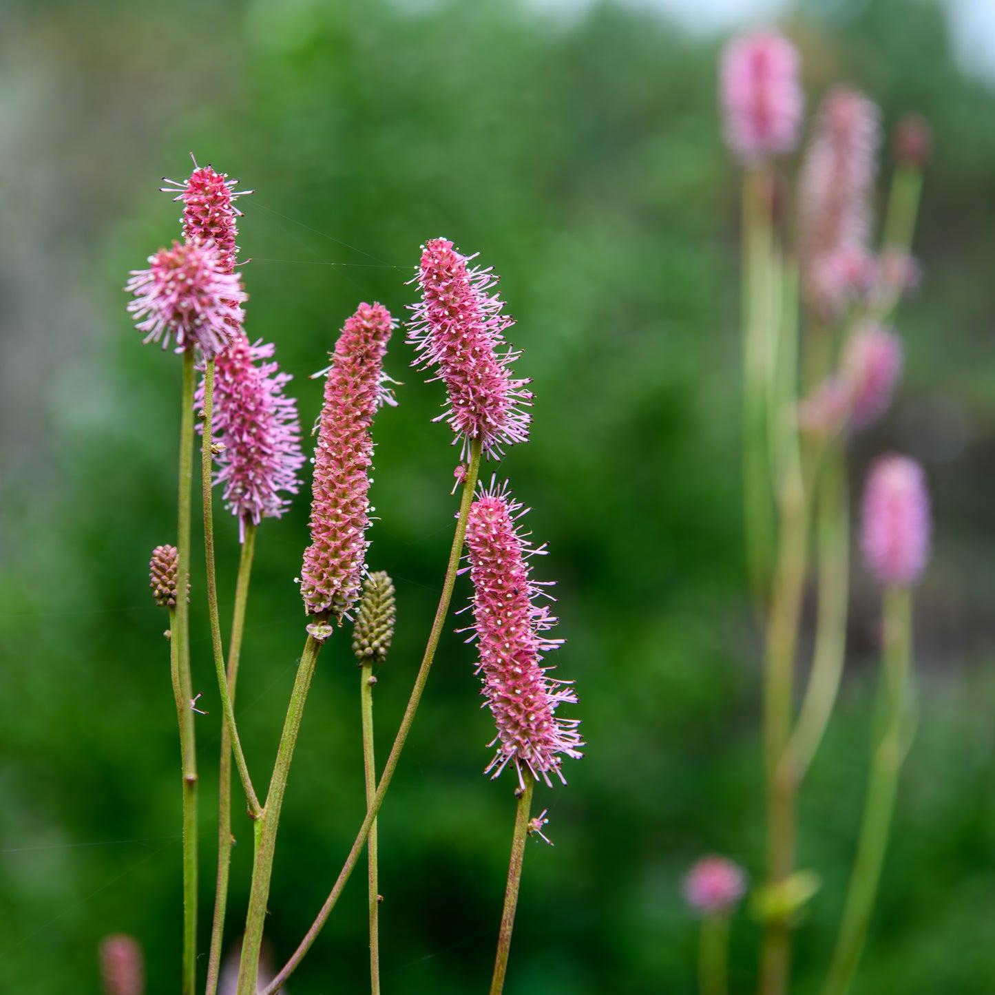 Sanguisorba officinalis 'Blackthorn'