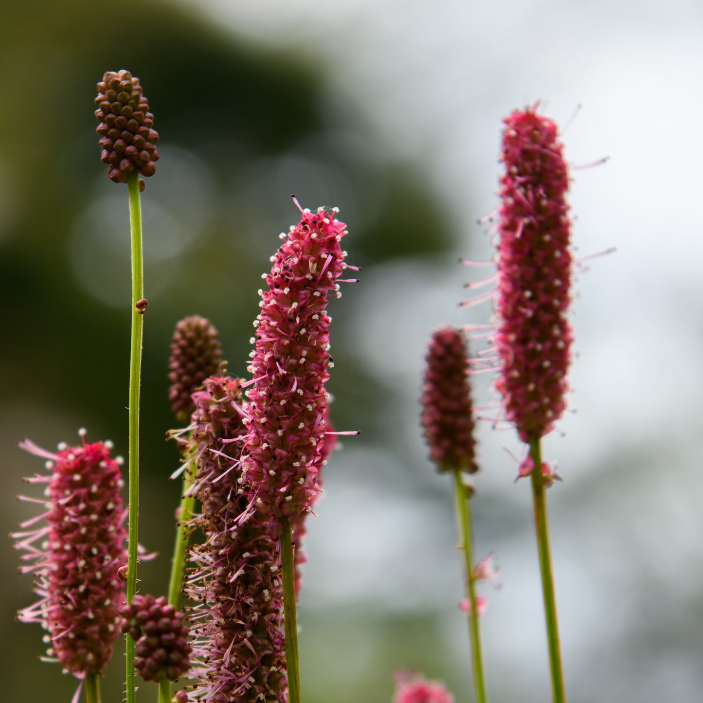 Sanguisorba officinalis 'Blackthorn'