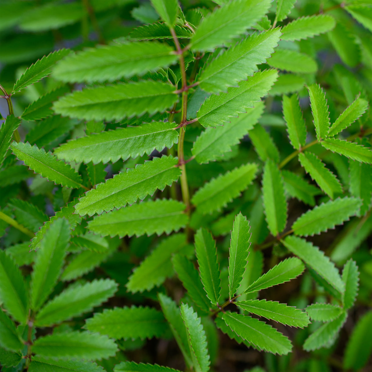 SANGUISORBA OFFICINALIS TANNA - Vivai Marche SANGUISORBA OFFICINALIS TANNA - Vivai Marche