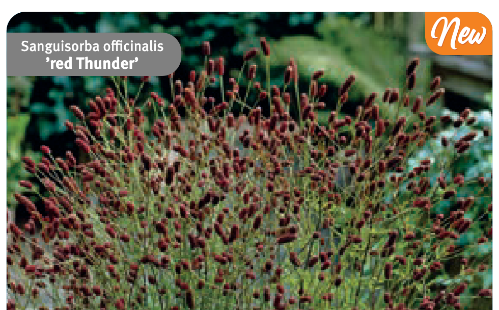 Sanguisorba officinalis 'Red Thunder' (Great Burnet)