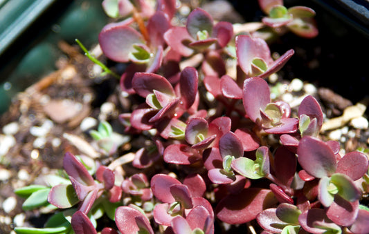 Sedum   'Fire Cracker'