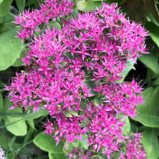 Sedum sieboldii 'Neon'