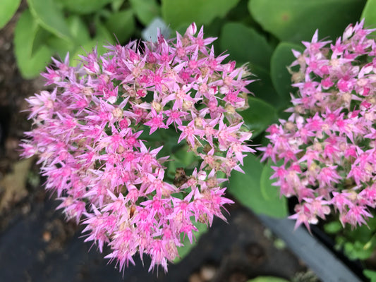 Sedum spectabile  'Pink Bomb'