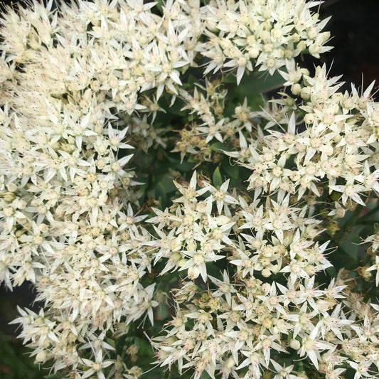 Sedum spectabile 'Star Dust'