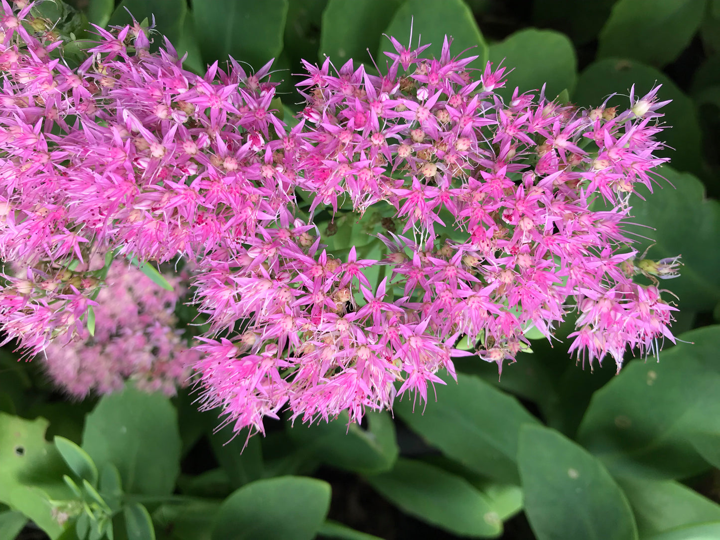 Sedum spectabile 'Steven Ward'