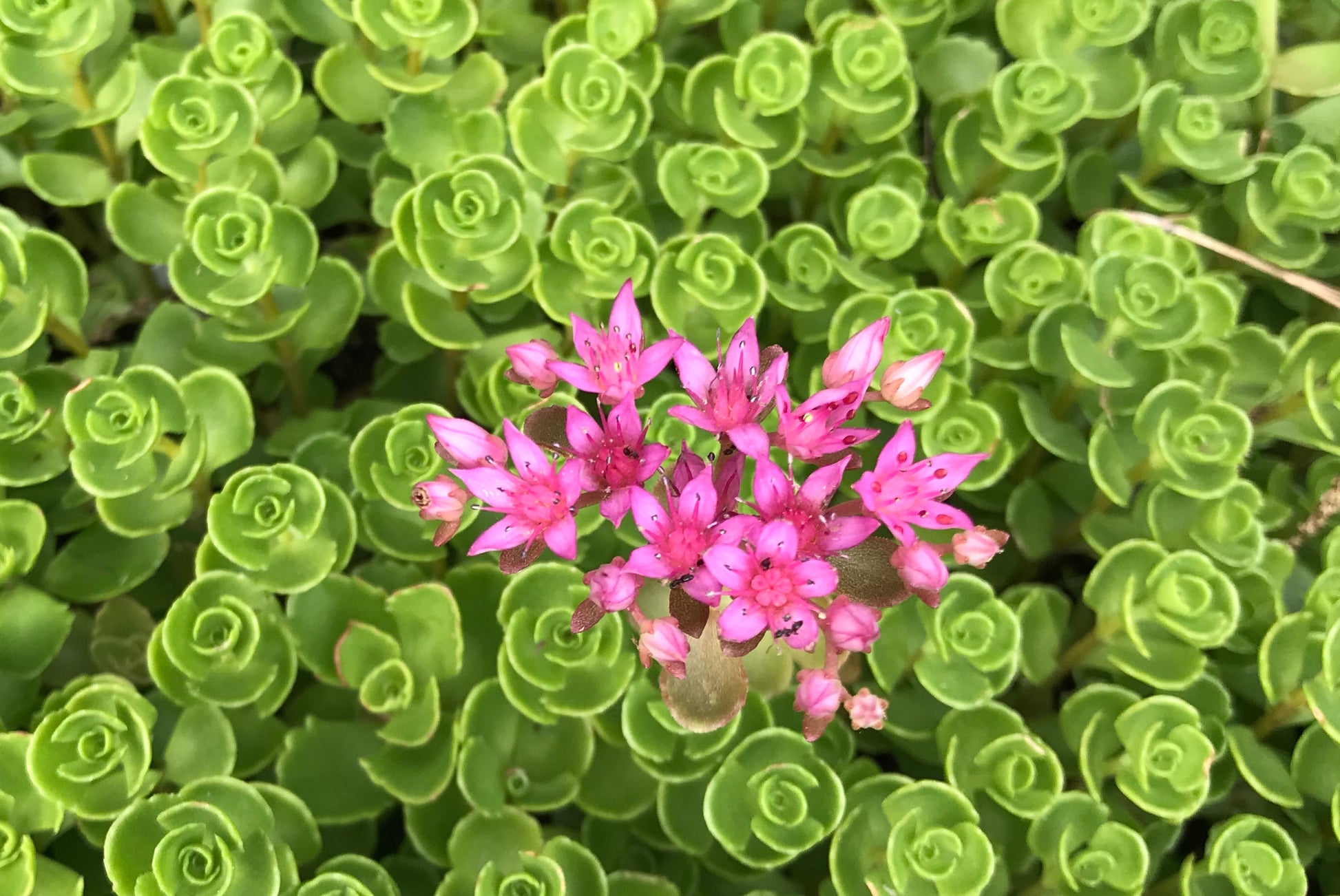 sedum dragon's blood succulent Sedum spurium 'Dragons Blood'