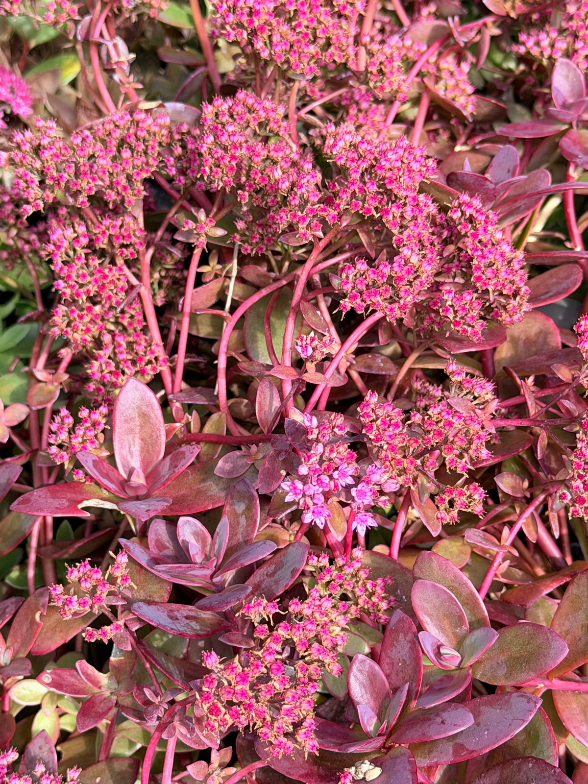 Close-up of a dense ground cover plant with pink to burgundy flowers and reddish-purple leaves, filling the frame.