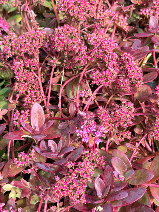 Close-up of a dense ground cover plant with pink to burgundy flowers and reddish-purple leaves, filling the frame.