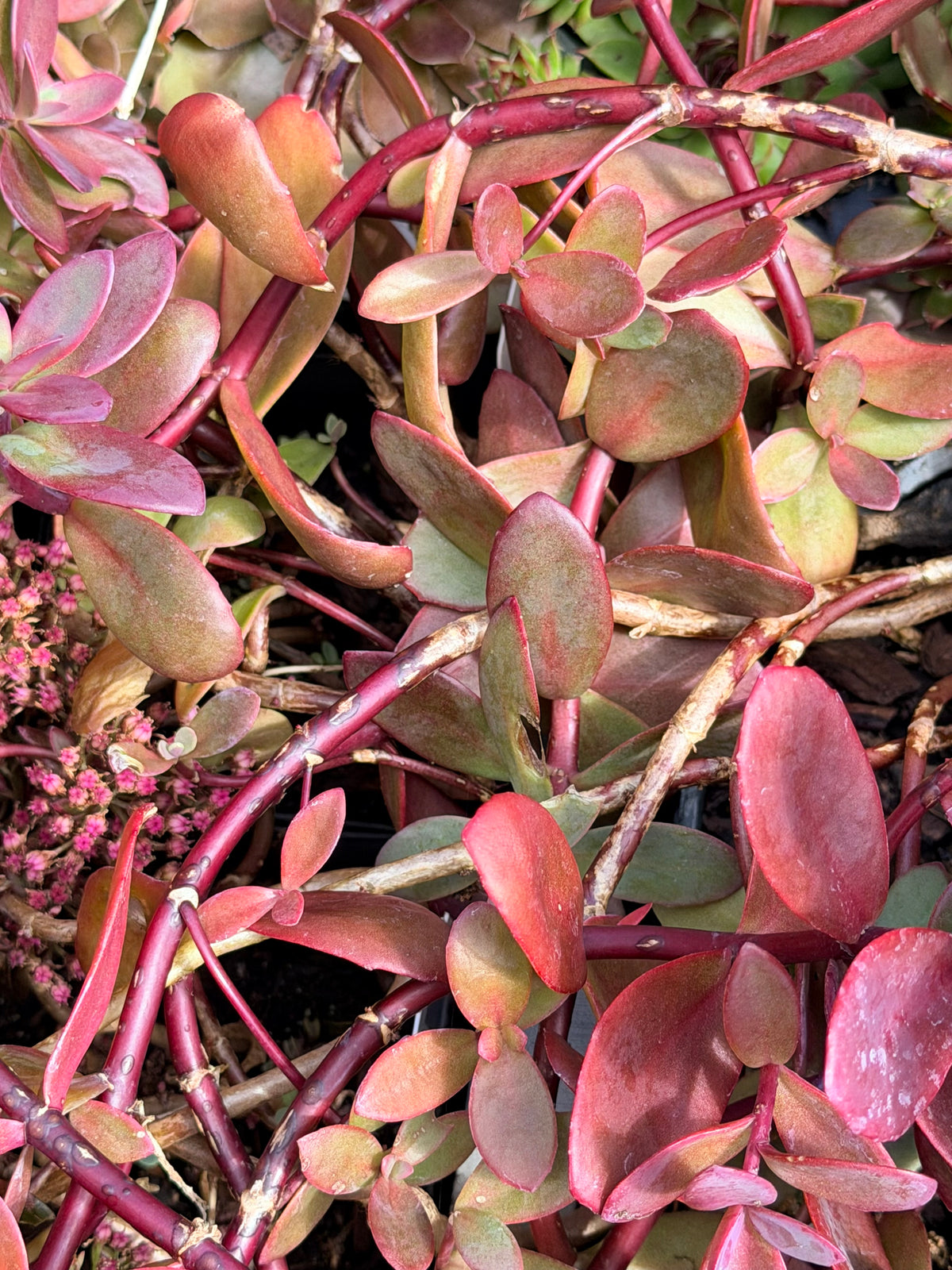 Close-up of a succulent plant with thick, fleshy oval leaves in reddish pink, burgundy, and muted green tones, with branching stems and small pink flowers visible on the left.