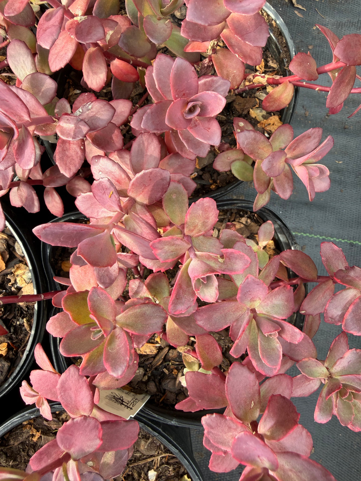 Pink succulent plants in pots with a blurred background