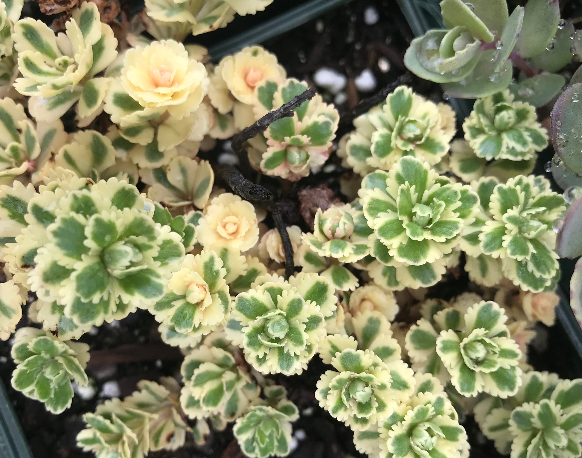 Sedum takesimense  'Atlantis'