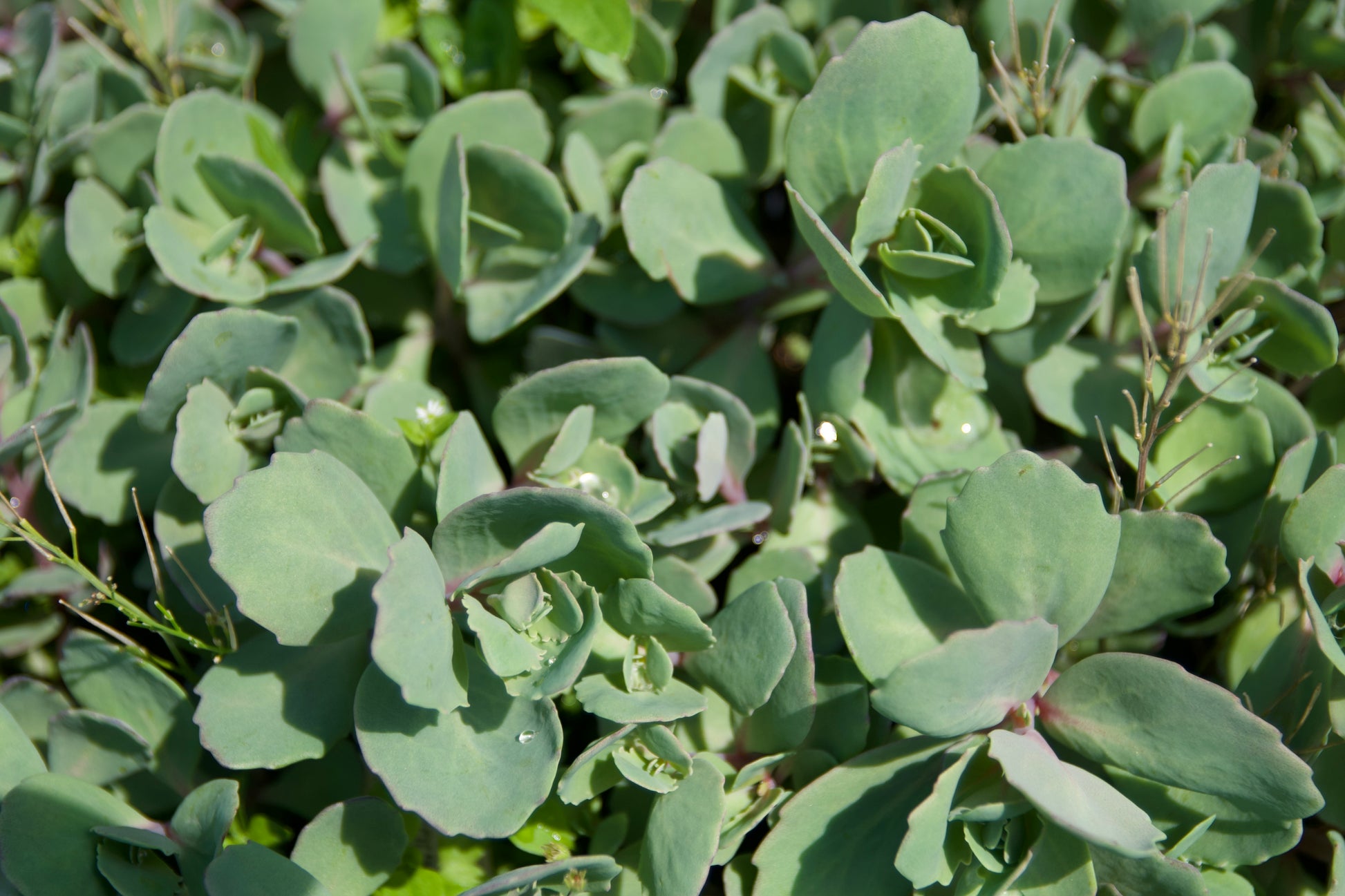 Sedum telephium var. borderi