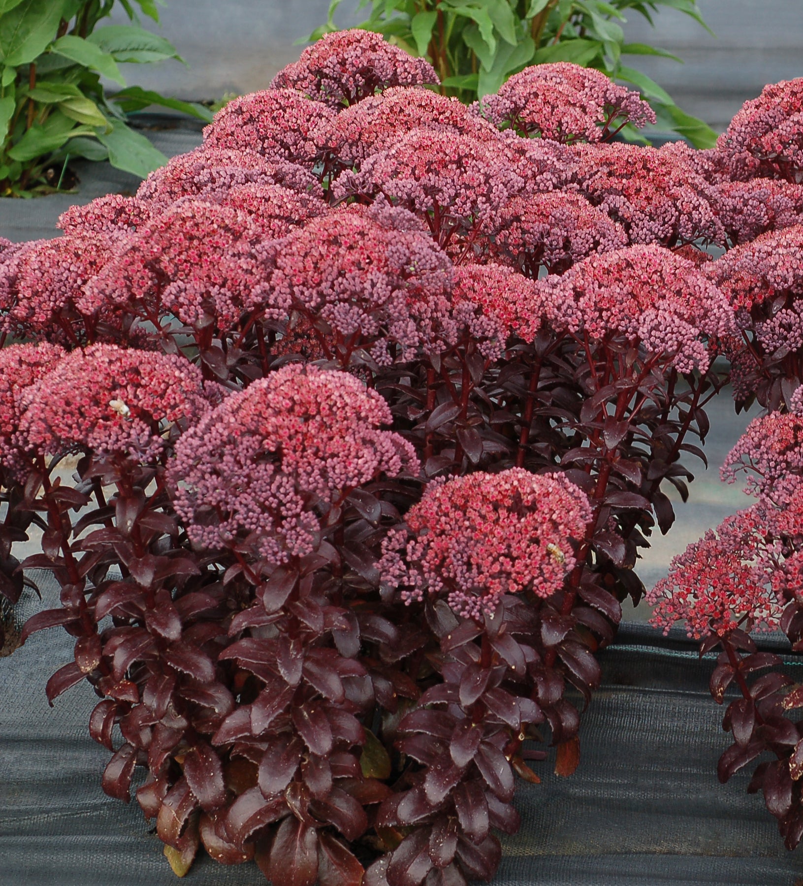 Sedum telephium  'Dark Magic'