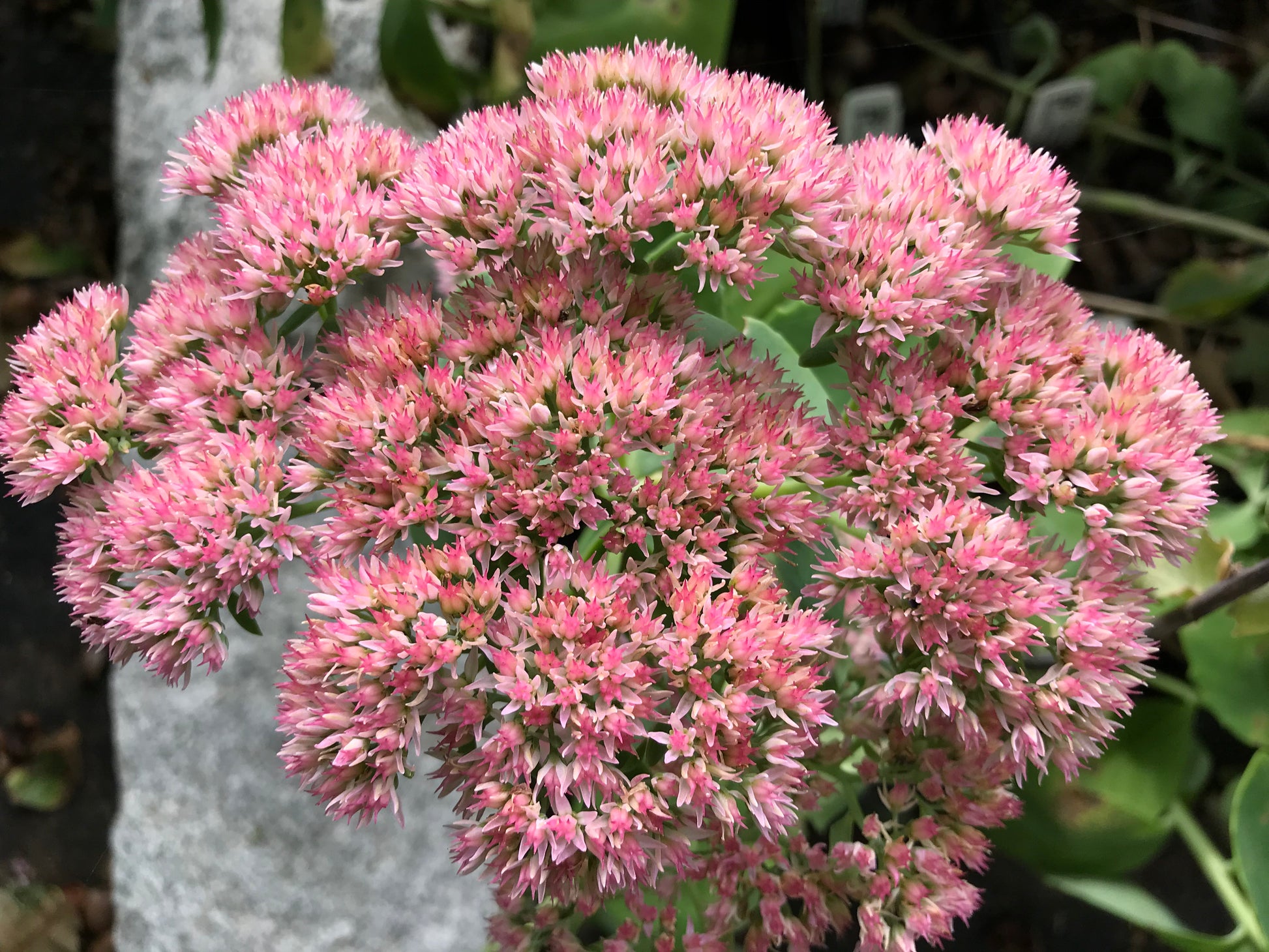 pink sedum succulent Sedum telephium 'Indian Chief' – Fieldstone Gardens Inc