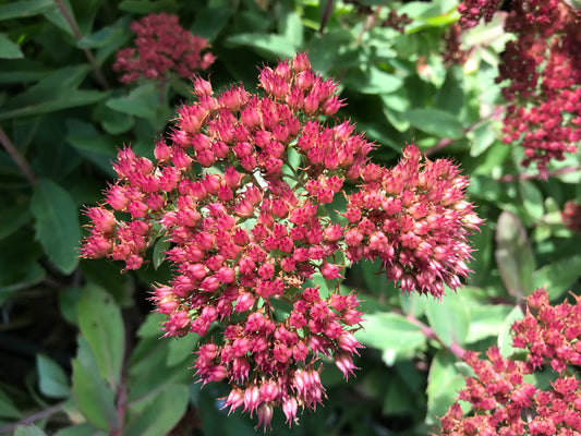 Sedum telephium 'Munstead Dark Red'