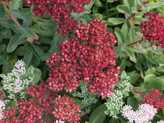 Sedum x  `Abbey Dore'