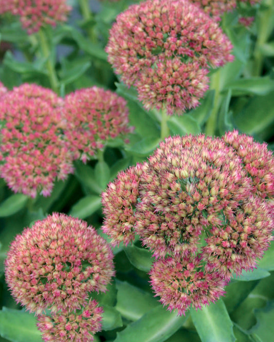 Sedum x  Autumn Delight 'Beka'
