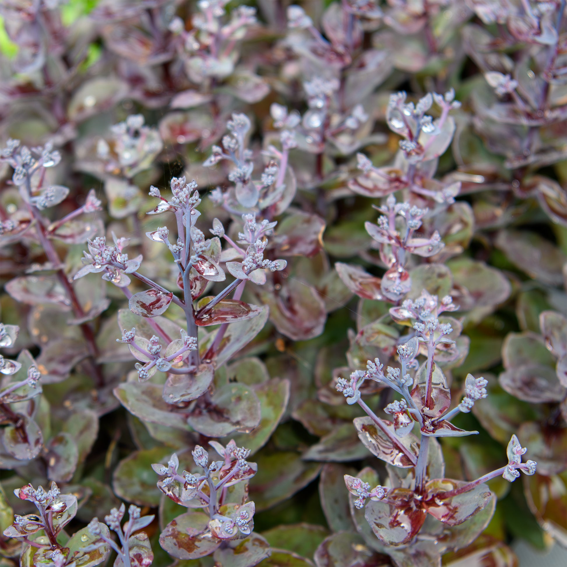 black sedum succulent Sedum x 'Back in Black'