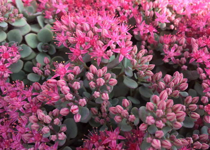 Sedum x  'Cosmic Comet'